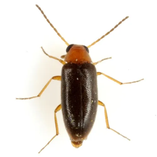 Symphora flavicollis