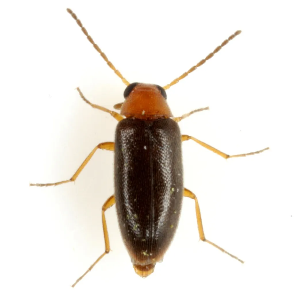 Symphora flavicollis - photo 2