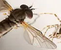 Symphoromyia hirta