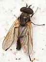Symphoromyia hirta - photo 2