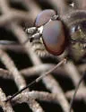 Symphoromyia hirta - photo 3