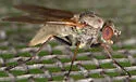 Symphoromyia hirta - photo 4