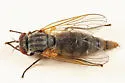 Symphoromyia pleuralis