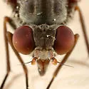 Symphoromyia pleuralis - photo 3