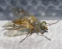 Symphoromyia sackeni