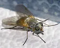 Symphoromyia sackeni - photo 2