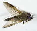 Symphoromyia sackeni - photo 3
