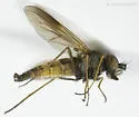 Symphoromyia sackeni - photo 4