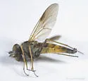 Symphoromyia sackeni - photo 5