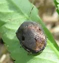 Symphylus caribbeanus