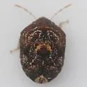 Symphylus caribbeanus - photo 2