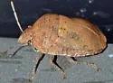 Symphylus caribbeanus - photo 3