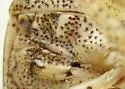 Symphylus caribbeanus - photo 4