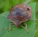 Symphylus caribbeanus - photo 5