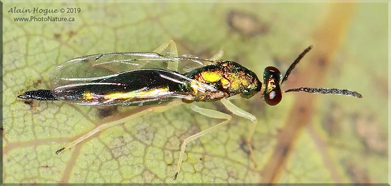 Sympiesis dolichogaster