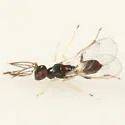 Sympiesis gordius