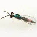 Sympiesis gordius - photo 2