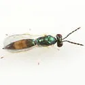 Sympiesis gordius - photo 4