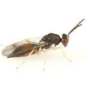 Sympiesis marilandia