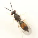 Sympiesis marilandia - photo 2