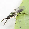 Sympiesis sericeicornis