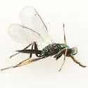 Sympiesis sericeicornis - photo 3