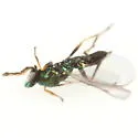 Sympiesis sericeicornis - photo 4