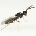 Sympiesis sericeicornis - photo 5