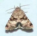 Sympistis albifasciata - Hodges#10076