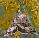 Sympistis albifasciata - Hodges#10076 - photo 2
