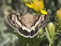 Sympistis albifasciata - Hodges#10076 - photo 4