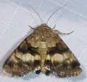 Sympistis albifasciata - Hodges#10076 - photo 5