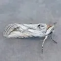 Sympistis amenthes - Hodges#10124.1