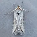 Sympistis amenthes - Hodges#10124.1 - photo 2