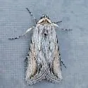 Sympistis amenthes - Hodges#10124.1 - photo 3