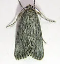Sympistis amun - Hodges#10135.2