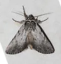 Sympistis amun - Hodges#10135.2 - photo 2