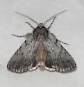 Sympistis amun - Hodges#10135.2 - photo 3