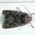 Sympistis anweileri - Hodges#10055.1