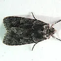 Sympistis anweileri - Hodges#10055.1 - photo 2