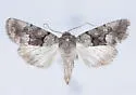 Sympistis apep - Hodges#10164.1