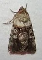 Sympistis apis - Hodges#10102.1
