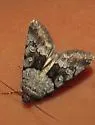Sympistis arizonensis - Hodges#10106