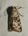 Sympistis arizonensis - Hodges#10106 - photo 2