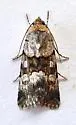Sympistis arizonensis - Hodges#10106 - photo 3