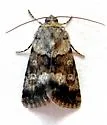 Sympistis arizonensis - Hodges#10106 - photo 4