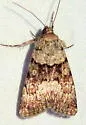 Sympistis arizonensis - Hodges#10106 - photo 5