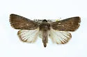 Sympistis astrigata - Hodges#10134