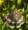 Sympistis aterrima - Hodges#10164