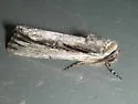 Sympistis atricollaris - Hodges#10128
